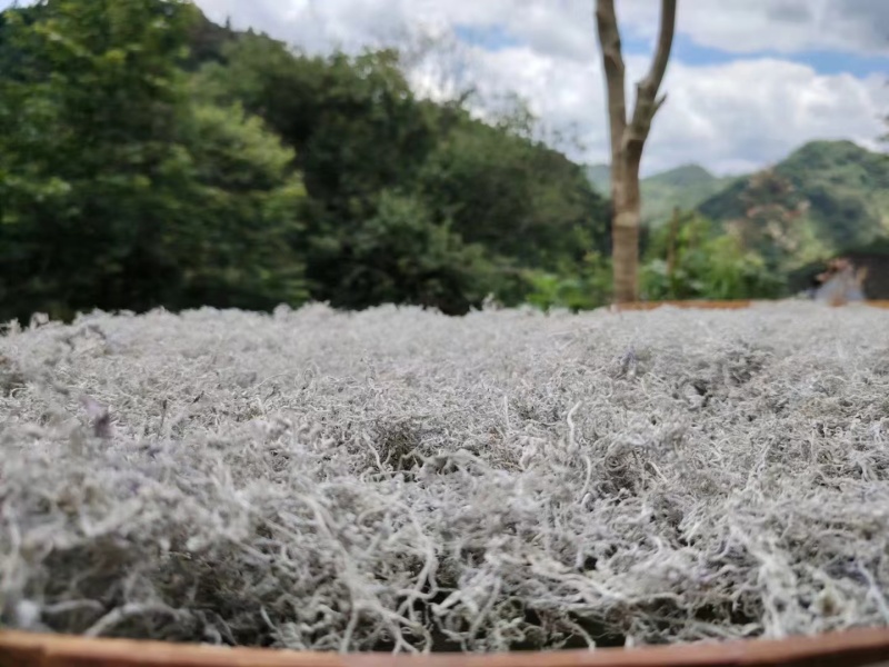 湖南莓茶精品藤茶龙须茶芽头茶质量保证欢迎联系咨