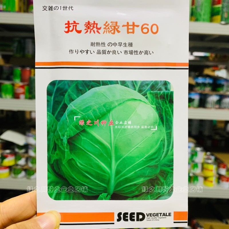 春夏秋结球甘蓝种籽抗热绿甘50/60甘蓝种子耐热圆包菜种