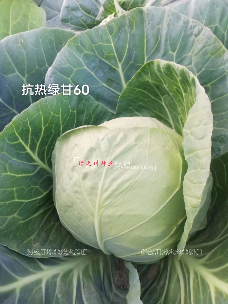 春夏秋结球甘蓝种籽抗热绿甘50/60甘蓝种子耐热圆包菜种