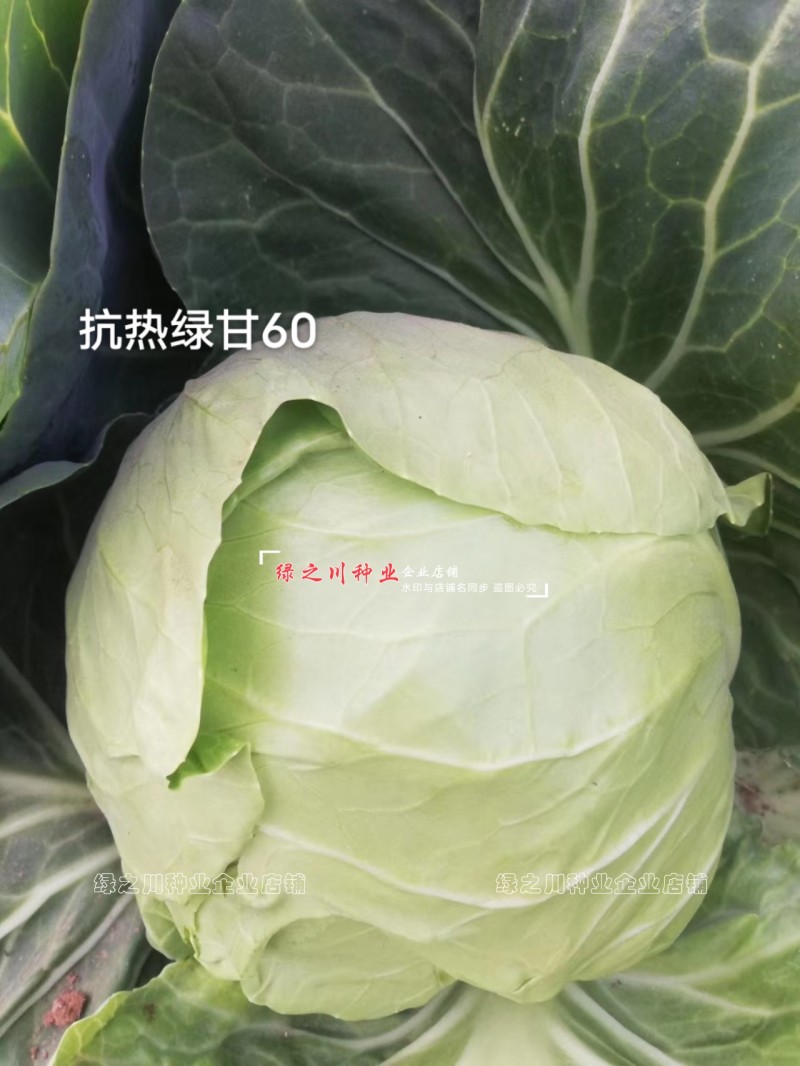 春夏秋结球甘蓝种籽抗热绿甘50/60甘蓝种子耐热圆包菜种