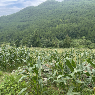 重庆高山玉米