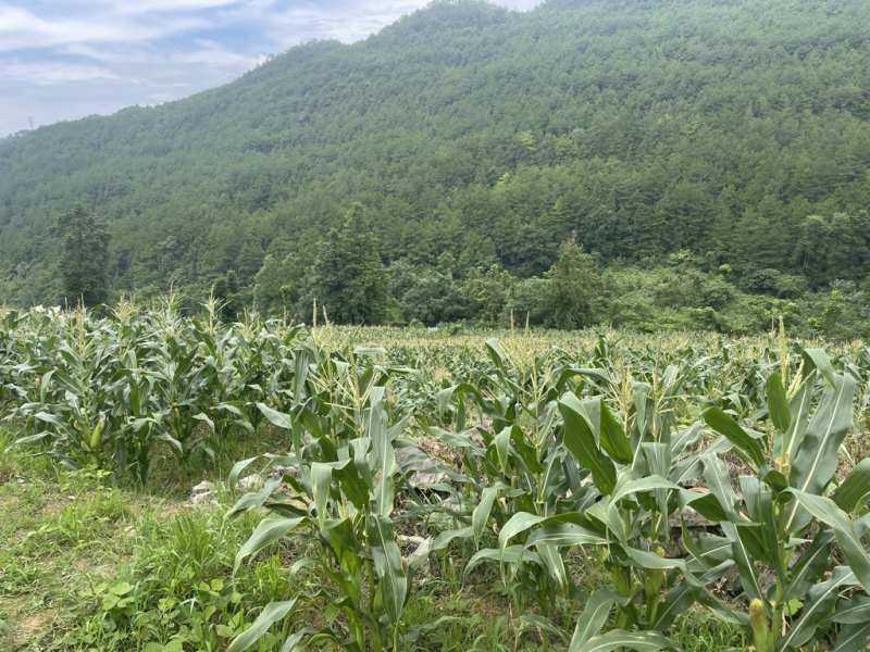 重庆高山玉米