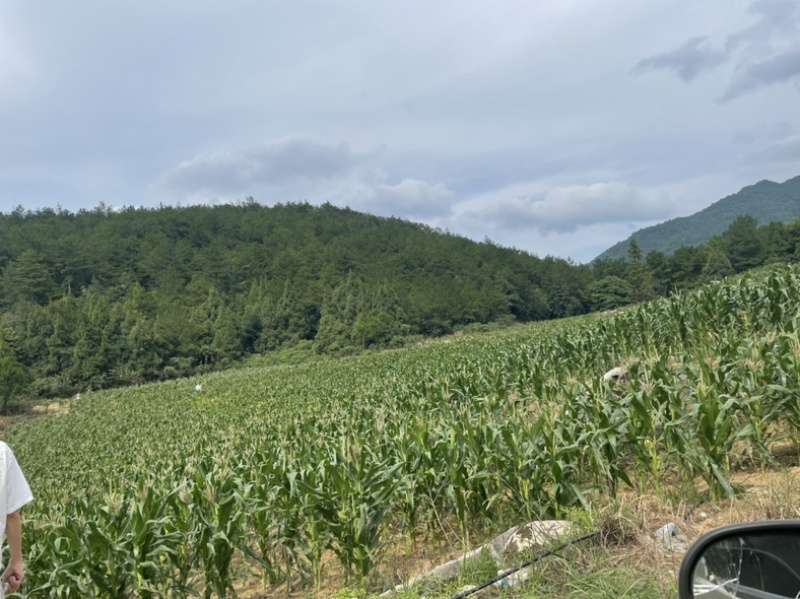 重庆高山玉米