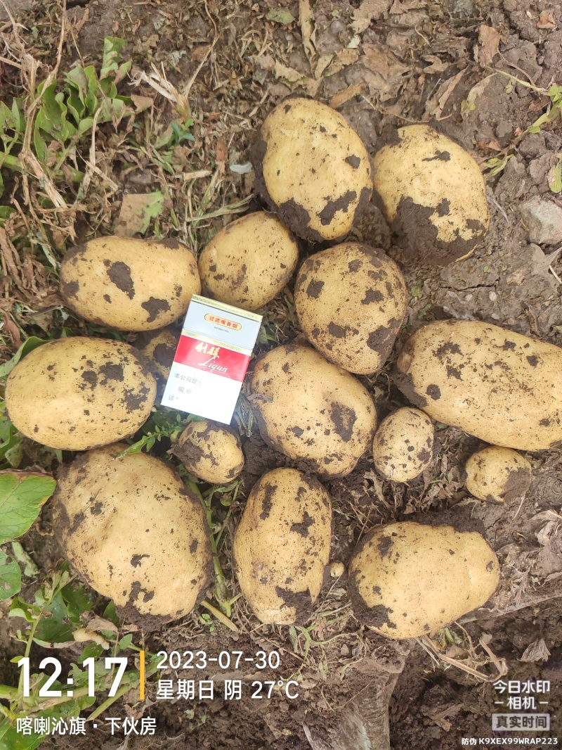 土豆产区一手货源，大量供应