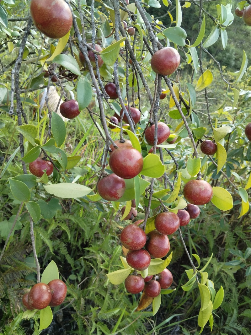 油茶果