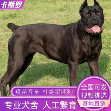 卡斯罗幼犬3个月驱虫，疫苗三针已打，活力大活泼，零售批发