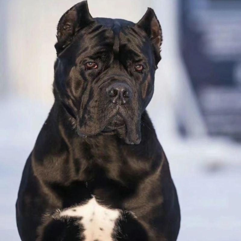 卡斯罗幼犬3个月驱虫，疫苗三针已打，活力大活泼，零售批发