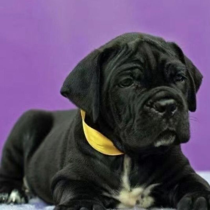 卡斯罗幼犬3个月驱虫，疫苗三针已打，活力大活泼，零售批发