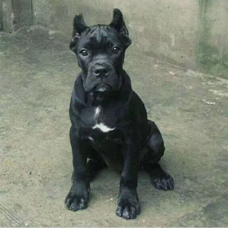 卡斯罗幼犬3个月驱虫，疫苗三针已打，活力大活泼，零售批发