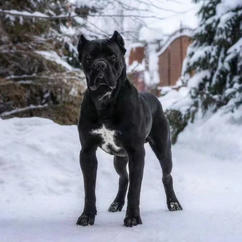 卡斯罗幼犬3个月驱虫，疫苗三针已打，活力大活泼，零售批发