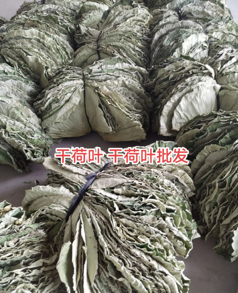 精品荷叶打5折质量不错品质保证