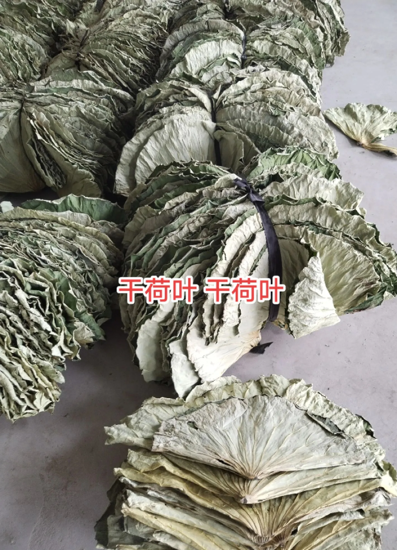 精品荷叶打5折质量不错品质保证