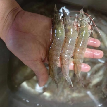 淡水虾
