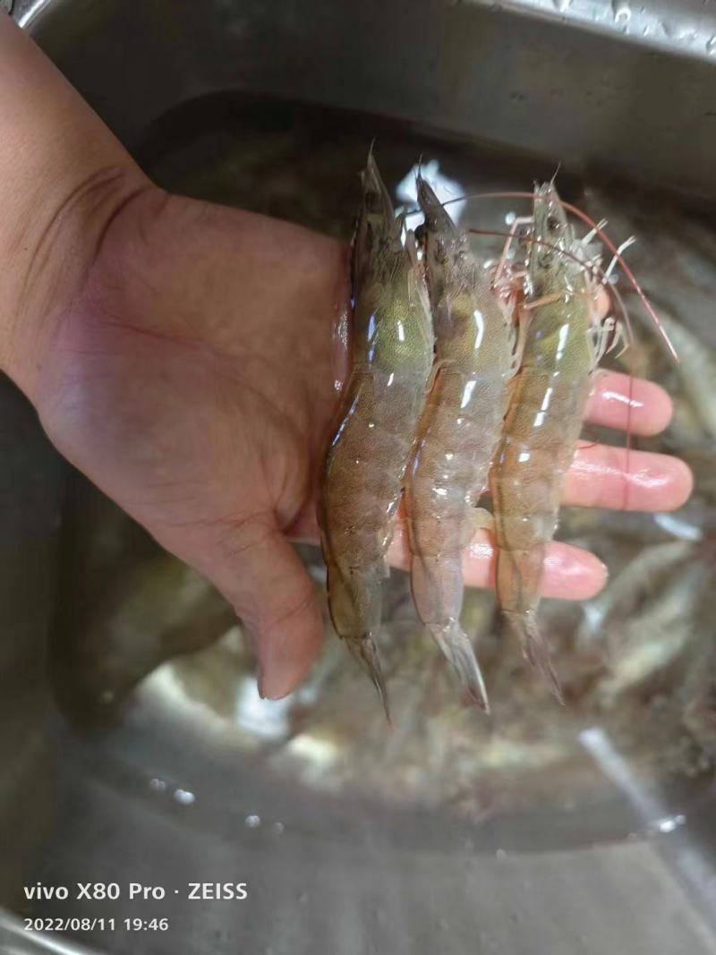 淡水虾