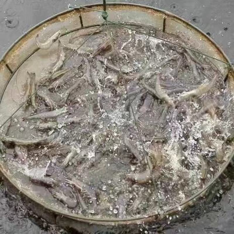 淡水虾