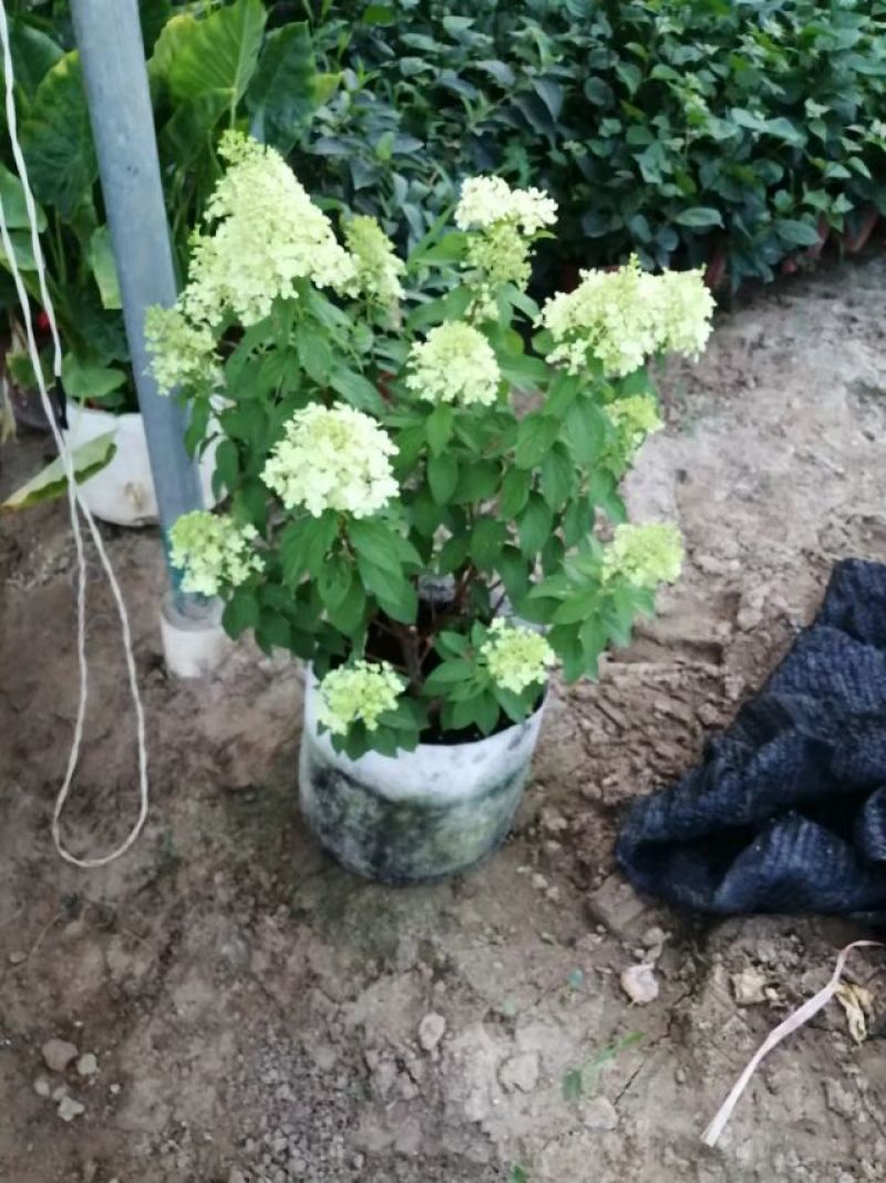 石灰灯圆锥木绣球