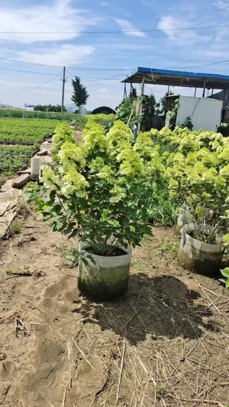 石灰灯圆锥木绣球