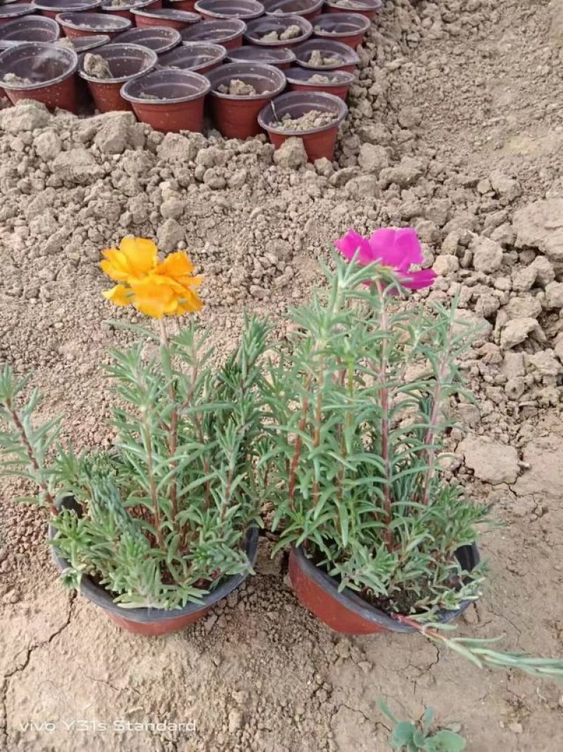 半枝莲太阳花