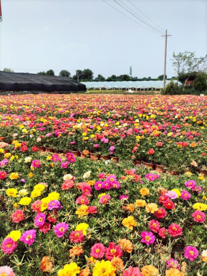 半枝莲太阳花