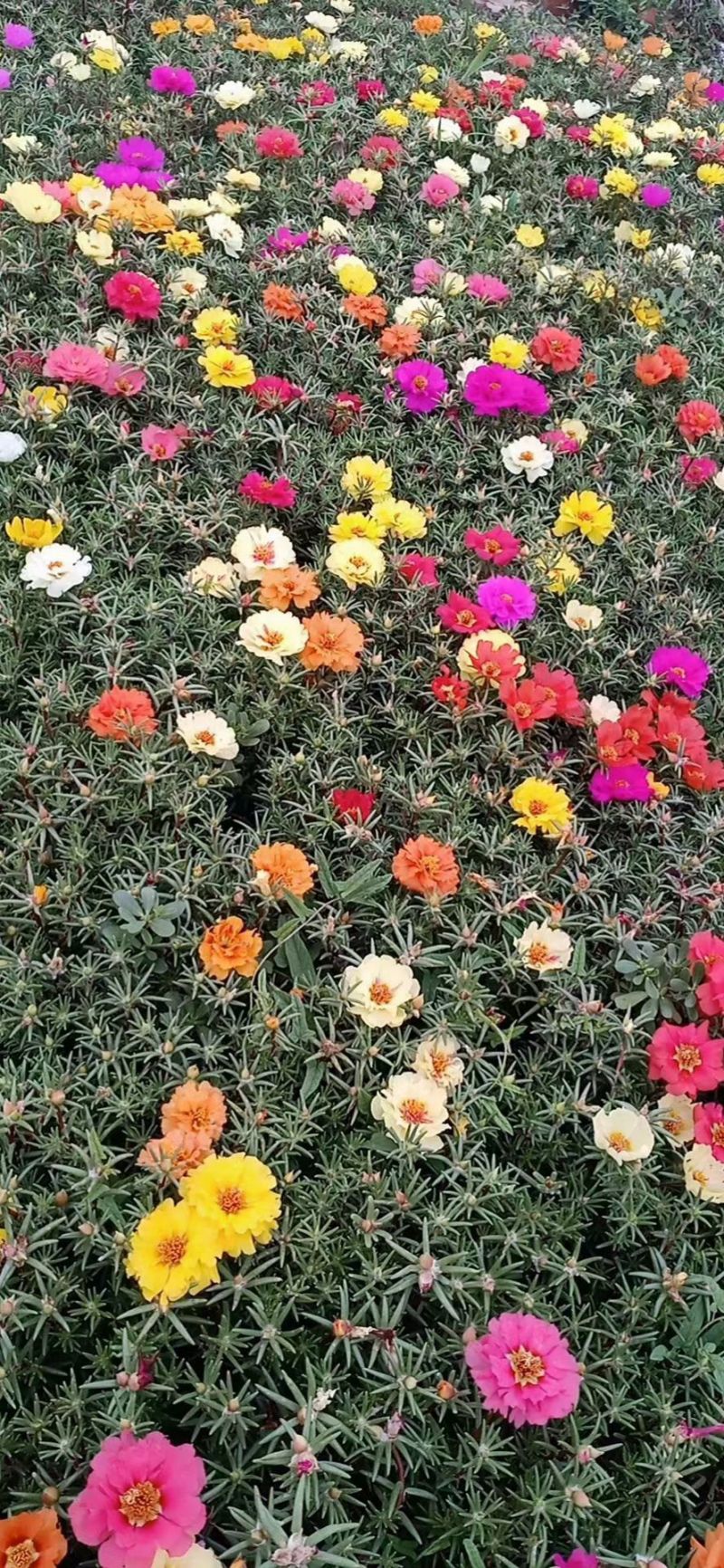 半枝莲太阳花