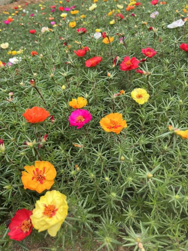 半枝莲太阳花