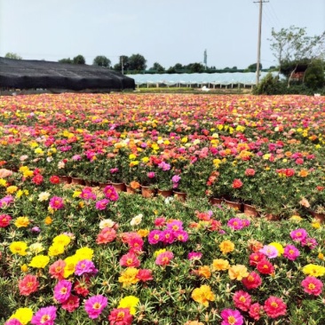 半枝莲太阳花