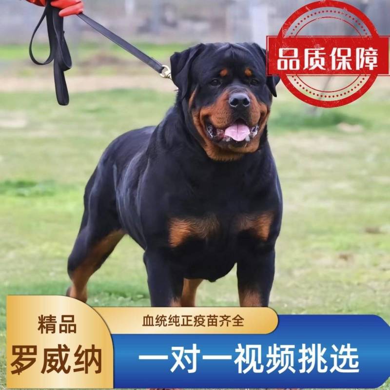 精品罗威纳3个月幼犬，体态健硕，活跃有精神，批发零售全国