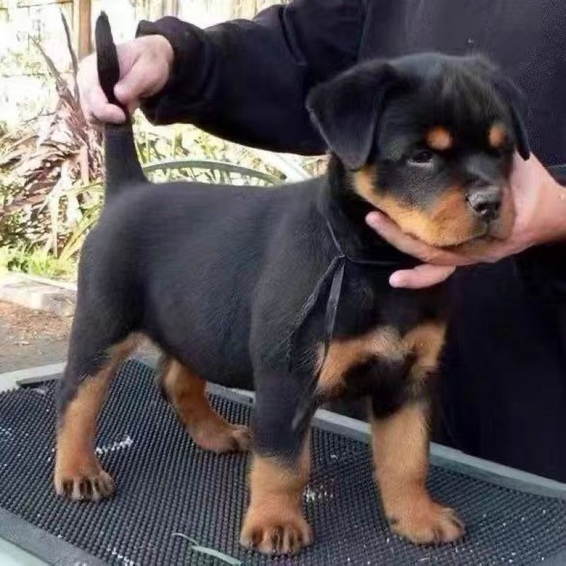 精品罗威纳3个月幼犬，体态健硕，活跃有精神，批发零售全国