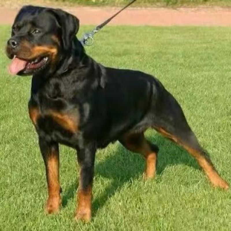 精品罗威纳3个月幼犬，体态健硕，活跃有精神，批发零售全国
