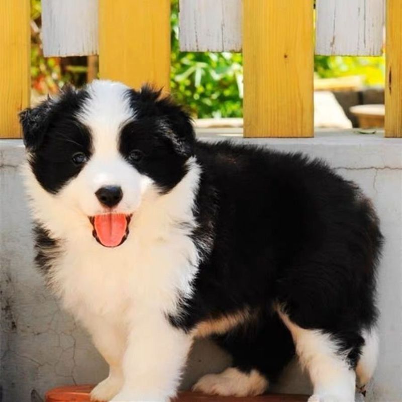 精品边牧牧羊犬3个月，训化听话疫苗驱虫已做批发零售，全国
