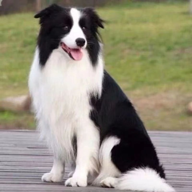 精品边牧牧羊犬3个月，训化听话疫苗驱虫已做批发零售，全国