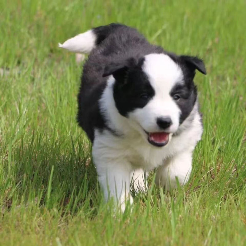 精品边牧牧羊犬3个月，训化听话疫苗驱虫已做批发零售，全国