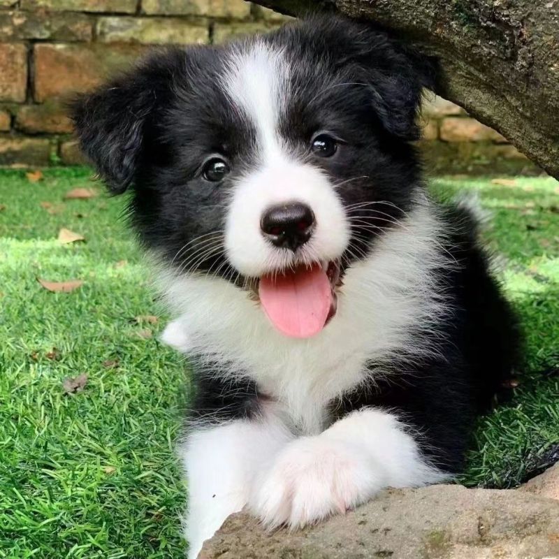 精品边牧牧羊犬3个月，训化听话疫苗驱虫已做批发零售，全国