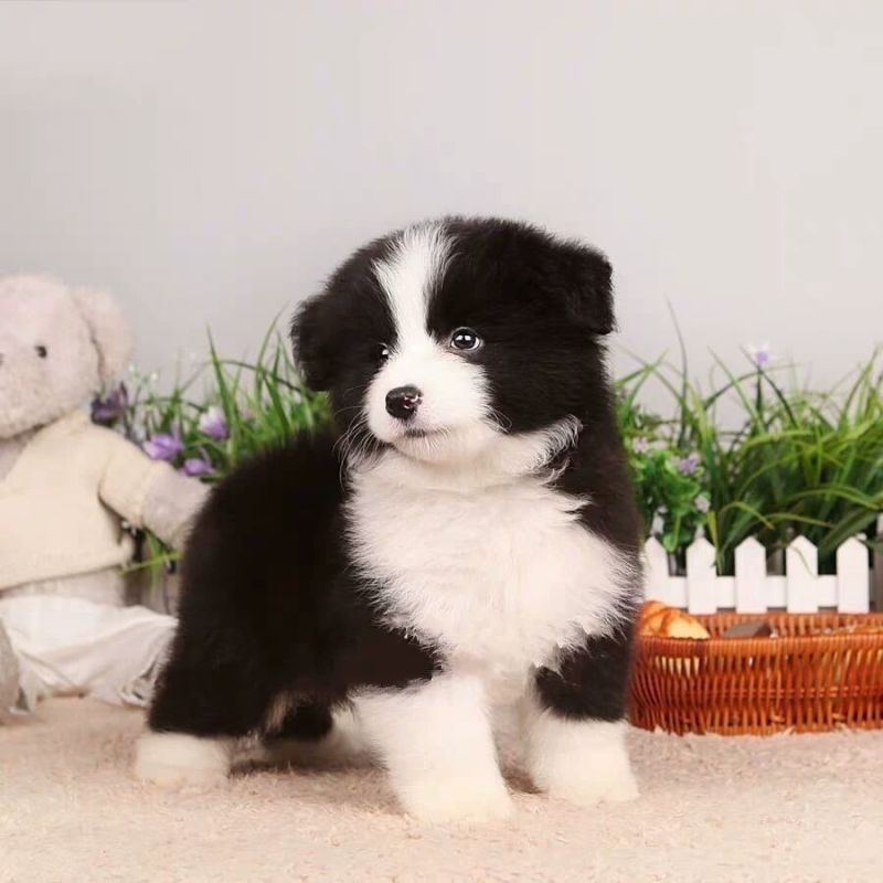 精品边牧牧羊犬3个月，训化听话疫苗驱虫已做批发零售，全国