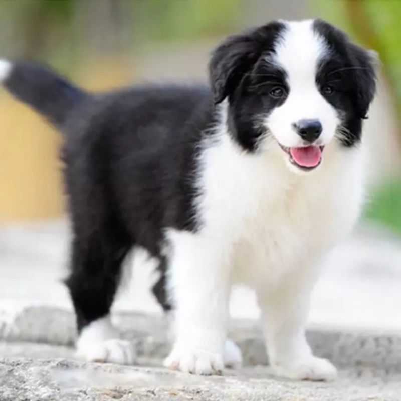 精品边牧牧羊犬3个月，训化听话疫苗驱虫已做批发零售，全国