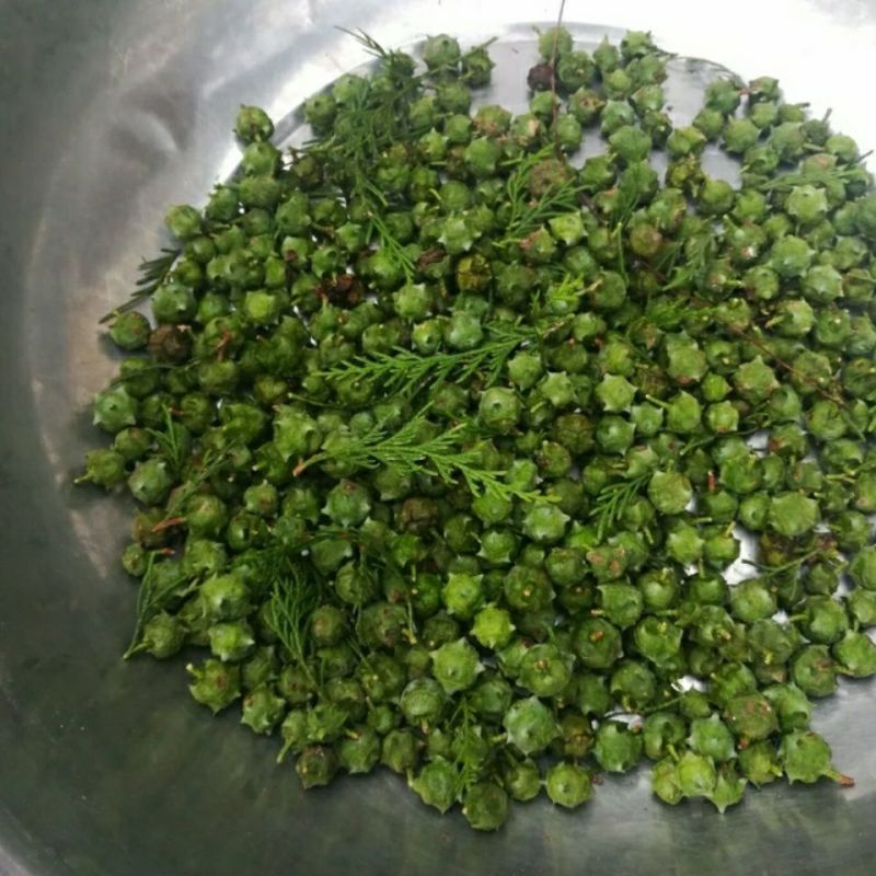 柏树籽柏树果