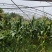 黏玉米农科糯336粘甜糯北京大兴种植大量有货现货