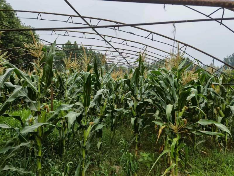 黏玉米农科糯336粘甜糯北京大兴种植大量有货现货
