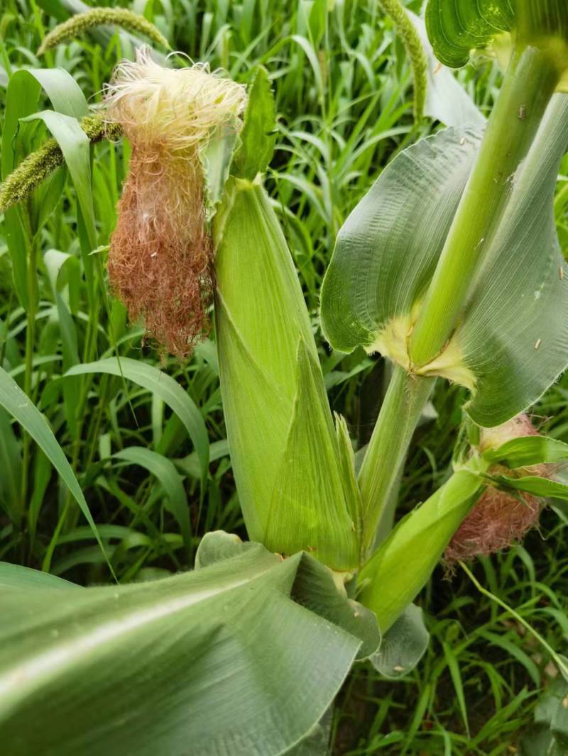 黏玉米农科糯336粘甜糯北京大兴种植大量有货现货