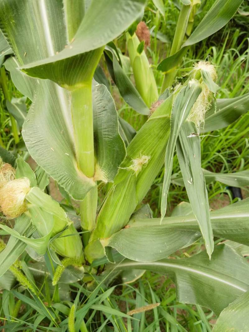 黏玉米农科糯336粘甜糯北京大兴种植大量有货现货