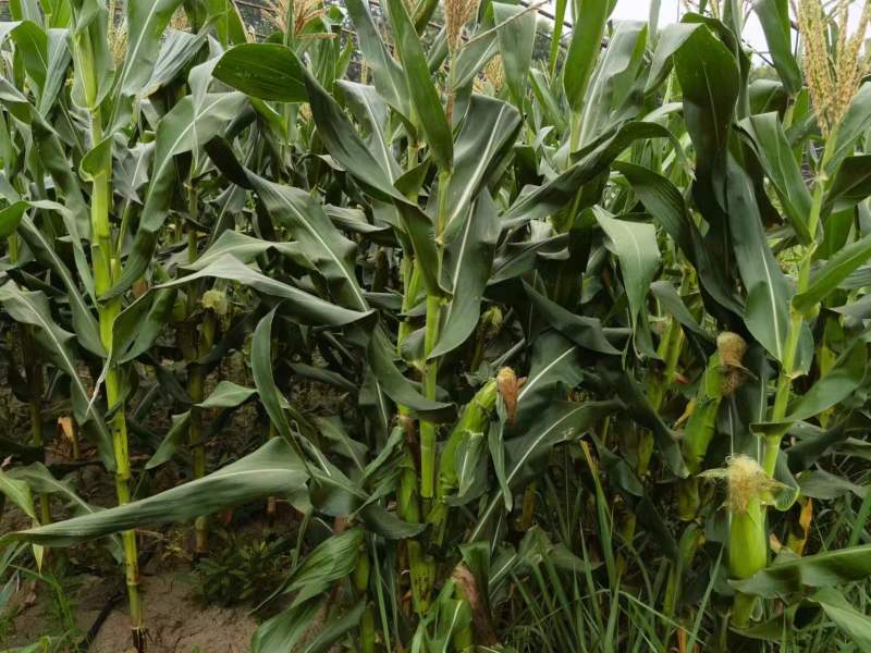 黏玉米农科糯336粘甜糯北京大兴种植大量有货现货