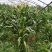黏玉米农科糯336粘甜糯北京大兴种植大量有货现货