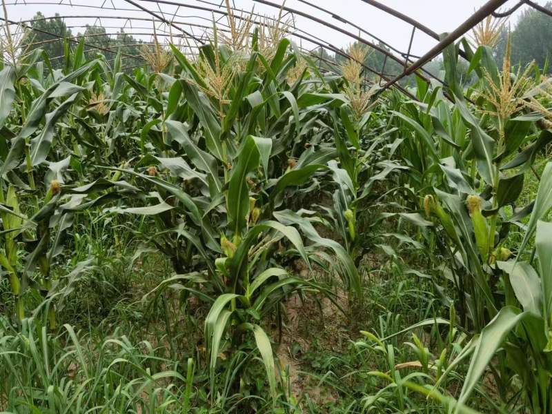 黏玉米农科糯336粘甜糯北京大兴种植大量有货现货