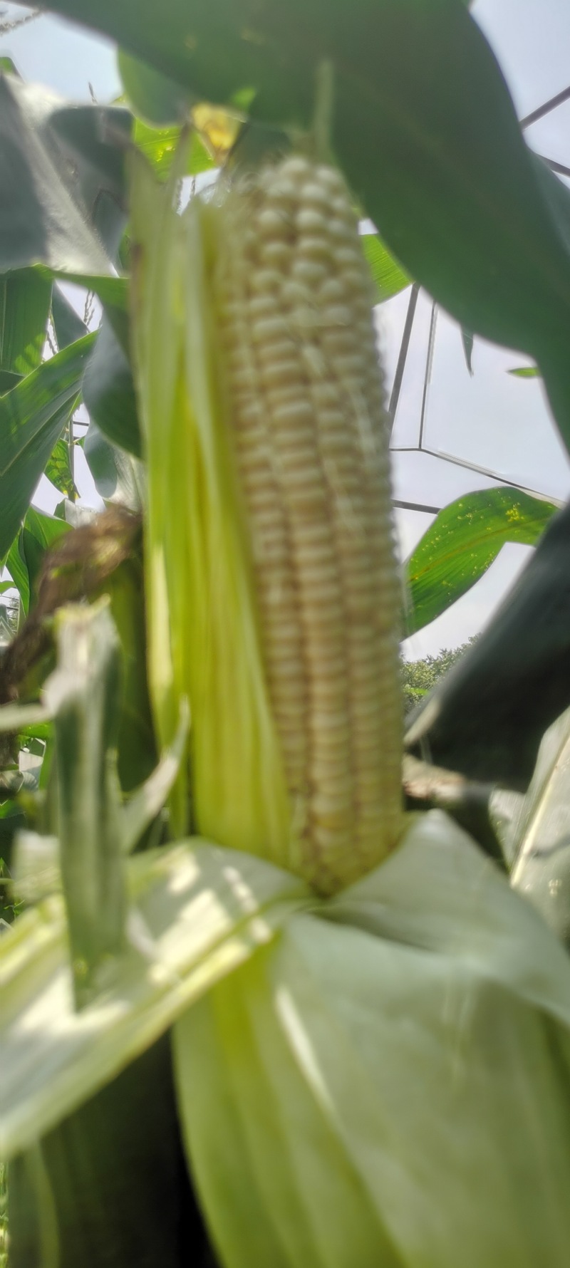 黏玉米农科糯336粘甜糯北京大兴种植大量有货现货