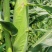 黏玉米农科糯336粘甜糯北京大兴种植大量有货现货
