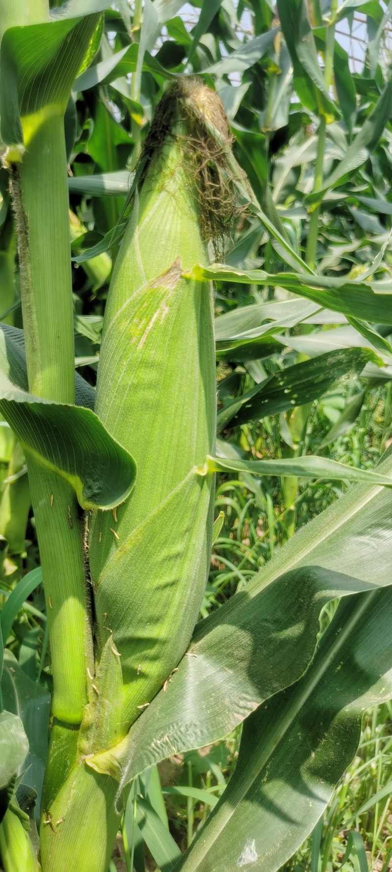 黏玉米农科糯336粘甜糯北京大兴种植大量有货现货