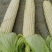 黏玉米农科糯336粘甜糯北京大兴种植大量有货现货