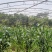 黏玉米农科糯336粘甜糯北京大兴种植大量有货现货