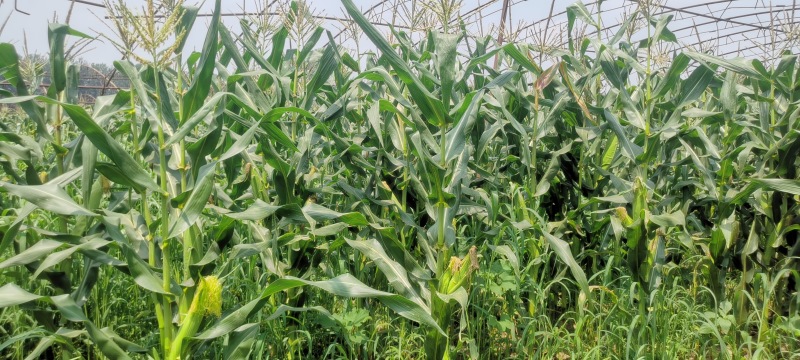 黏玉米农科糯336粘甜糯北京大兴种植大量有货现货