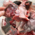 一件代发品牌鲜切甲鱼肉，可入驻商超